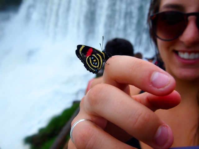 Iguazú Falls mariposa